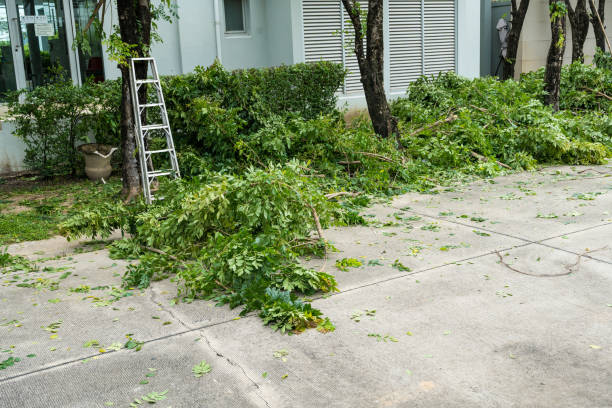 Best Root Management and Removal  in Marshville, NC